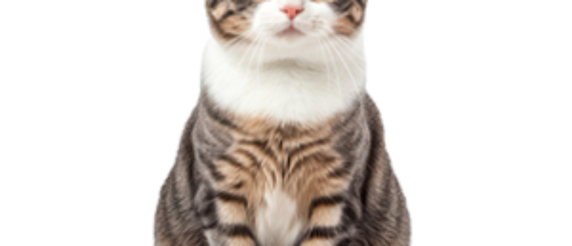 pet bazaar caption